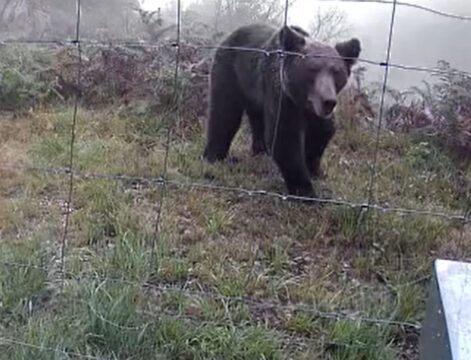 oso-colmenar-dia oso-colmenar-dia