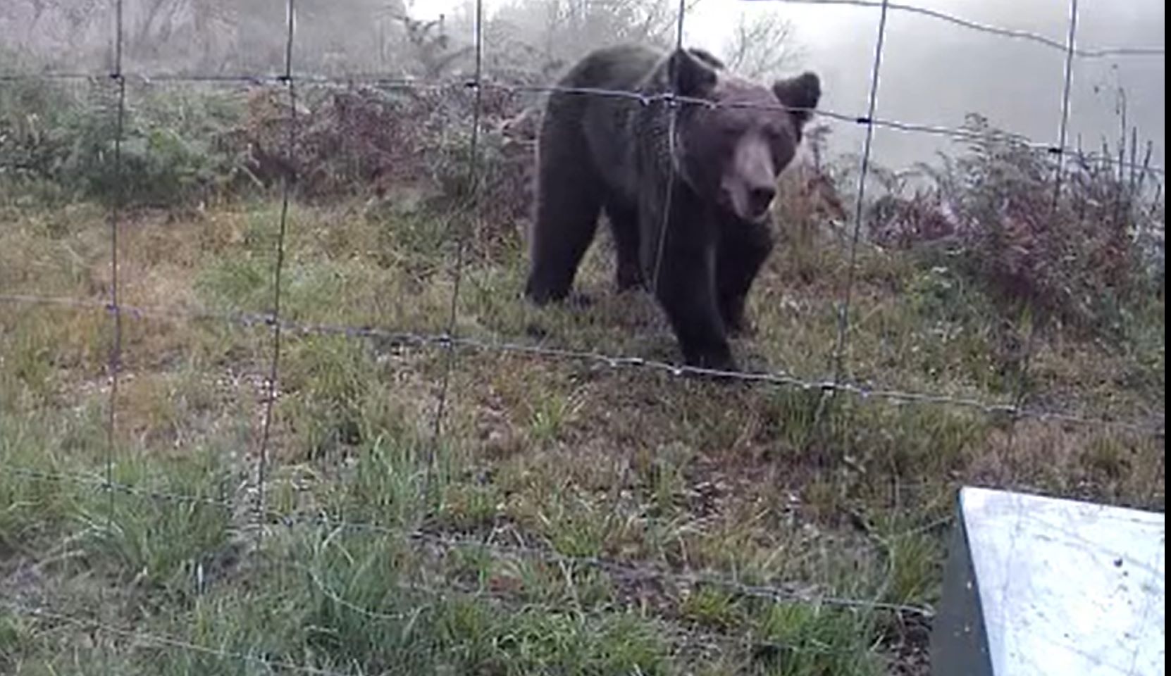 A los osos les encanta nuestra miel
