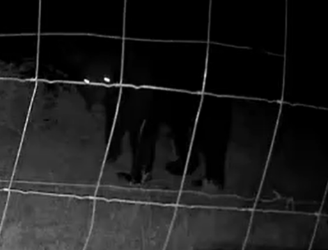 oso-colmenar-noche oso-colmenar-noche