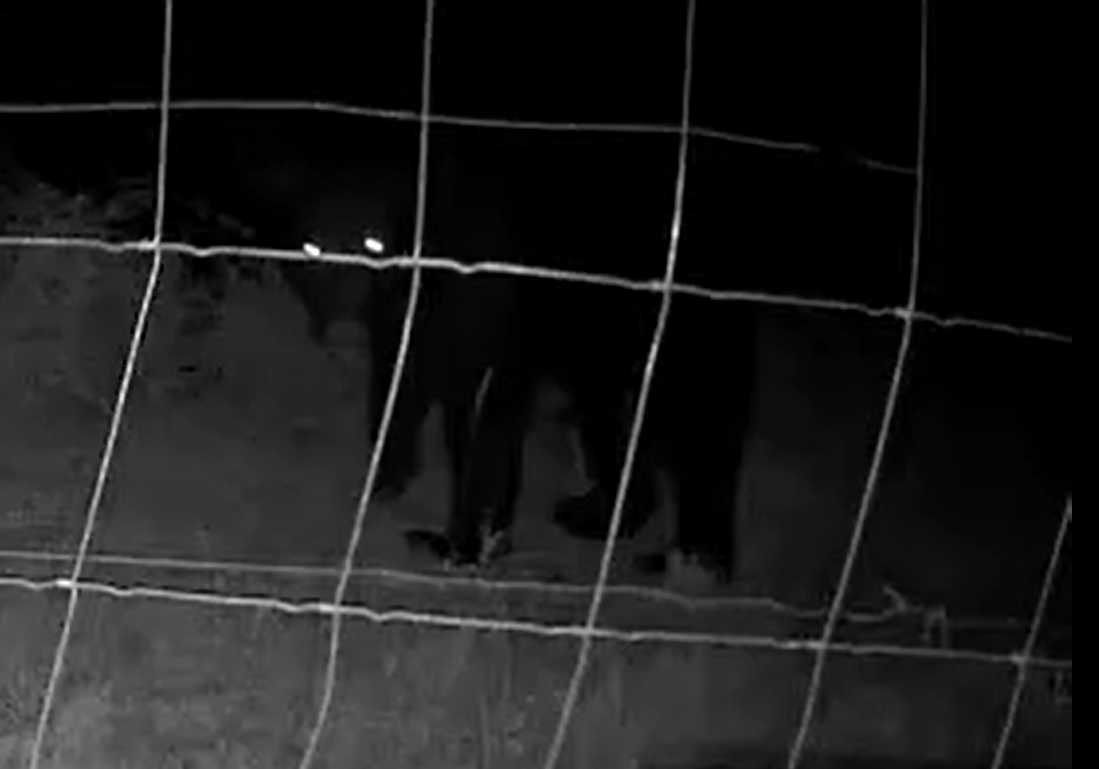 Un visitante inesperado: un oso en nuestros colmenares de Carricero